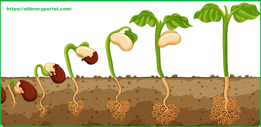 Apomixis and Polyembryony in Flowering Plants