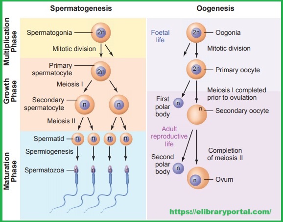 Gametogenesis: The Process of Formation of Gametes